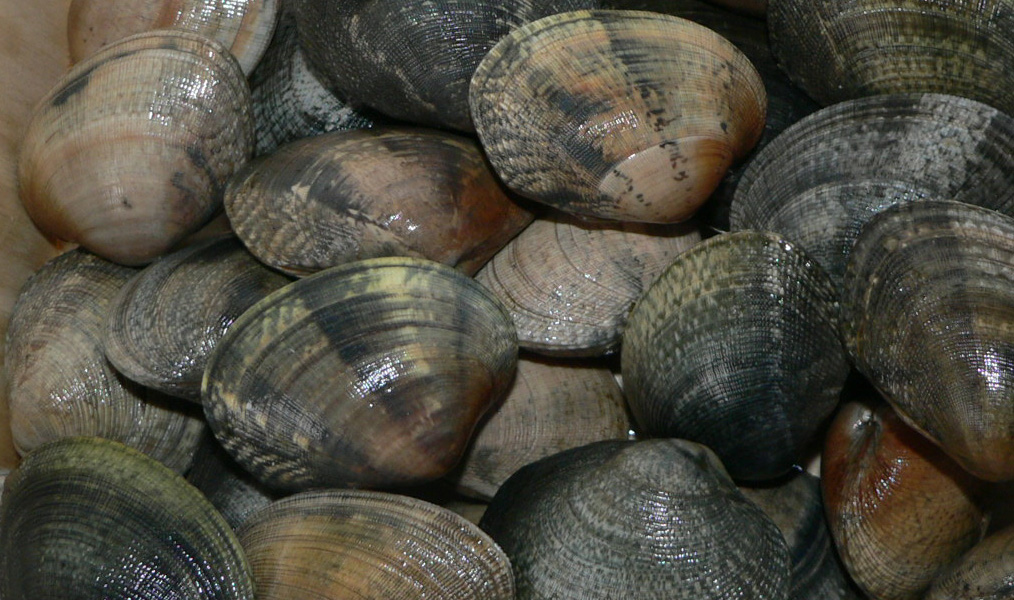 almeja