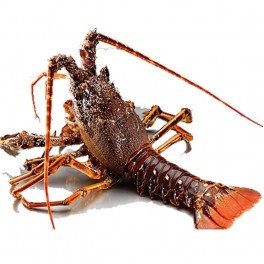 Langosta