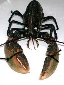 Bogavante